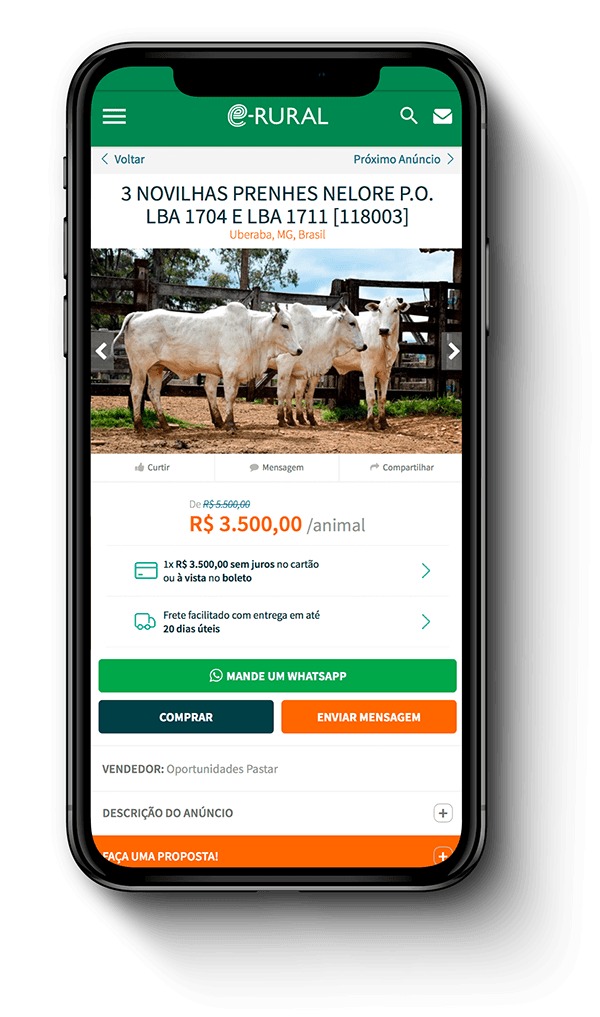 Anúncio de novilhas Nelore no celular: preço por animal, parcelamento, frete e os botões de WhatsApp, compra e proposta